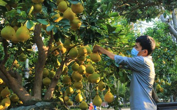 28 tháng Chạp: Bưởi Diễn ở Sài Gòn ‘sạch bách’, có cây 'giá khủng' 130 triệu đồng