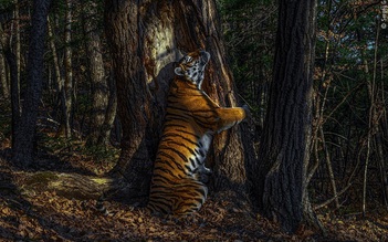 Hổ cái ôm cây linh sam đoạt giải 'Nhiếp ảnh gia đời sống hoang dã 2020'