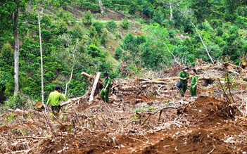 Lâm Đồng thu hồi hơn 104 ha đất của doanh nghiệp để xảy ra phá rừng