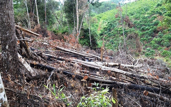 Lâm Đồng: Khẩn trương điều tra xử lý vụ phá rừng ở Bảo Lâm