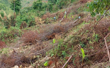 Lâm Đồng: Một nông dân phá rừng chiếm đất, thuê thêm 3 người chặt hạ cây