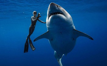 Thợ lặn chạm trán cá mập trắng 'lớn nhất thế giới' ở Hawaii