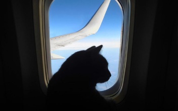 Mèo đại náo buồng lái, máy bay phải hạ cánh khẩn
