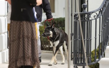 Chó cưng từng cắn người của Tổng thống Biden trở lại Nhà Trắng