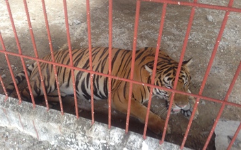 Đề nghị rút giấy phép nuôi hổ tại khu du lịch Thanh Cảnh