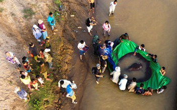 Thêm một con cá đuối ‘siêu khổng lồ’ được thả trở lại dòng Mê Kông