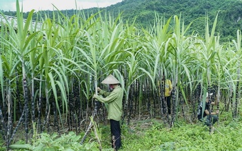 Chặn đường Thái 'đội lốt' nhập vào Việt Nam