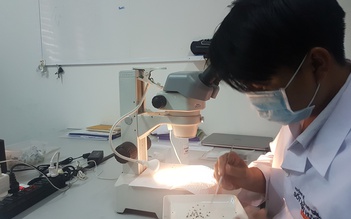 Chuẩn bị thả muỗi ngăn ngừa sốt xuất huyết ở Nha Trang