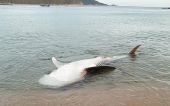 Cá nhám voi quý hiếm trôi dạt trên vịnh Vân Phong, Khánh Hòa