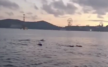 Đàn cá heo 'nhảy múa' trong vịnh Nha Trang: Dân mạng ngạc nhiên thắc mắc!