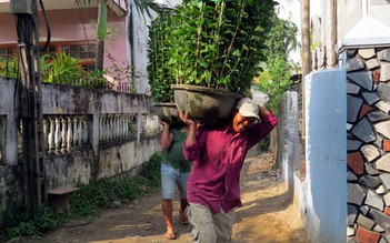 Cõng hoa tết