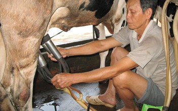 Giàu lên nhờ nuôi bò sữa