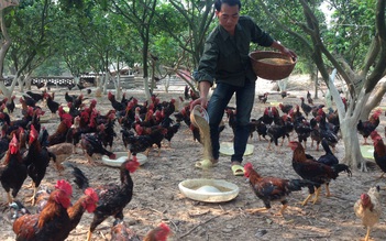 Chăn nuôi sẽ 'thua đau đớn' nếu không cải cách