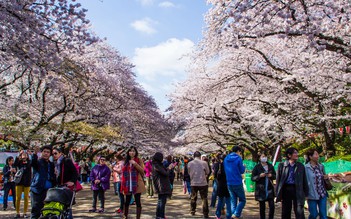 Trải nghiệm lễ hội ngắm hoa anh đào Nhật