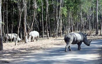 Không có chuyện thú chết hàng loạt ở Safari Phú Quốc