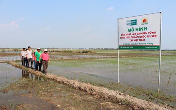 Loại trừ lương thực, thực phẩm bẩn, thiếu an toàn: Hãy bắt đầu bằng gạo an toàn