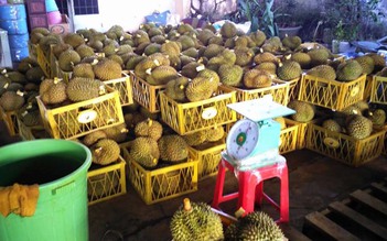 Nhúng sầu riêng vào hóa chất cho mau chín