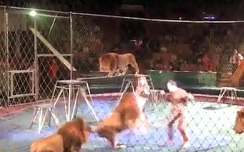 Kinh hoàng sư tử tấn công huấn luyện viên ngay trên sân khấu