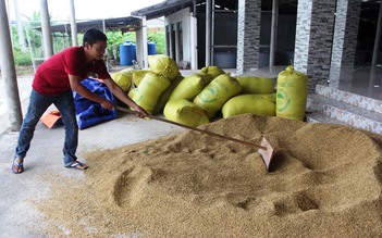 Giá lúa mùa vùng ngập mặn 'lên ngôi'