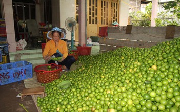 Nhà vườn trúng đậm chanh nghịch vụ