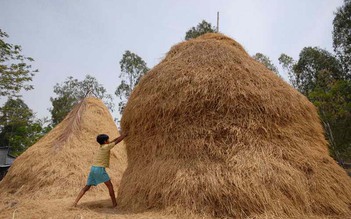 Rơm cuộn giá cao