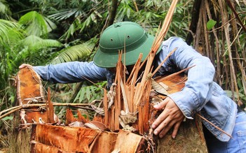 Quảng Nam yêu cầu điều tra vụ phá rừng ở H.Nam Giang theo án điểm 2018