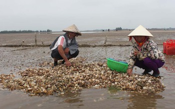 Ngao nuôi ở Hà Tĩnh chết hàng loạt