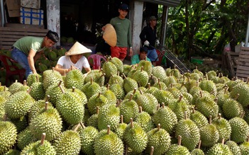 Sầu riêng chuồng bò 'trỗi dậy'