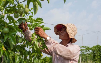 Mô hình xoài Úc xen chanh dây