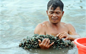 Nuôi vẹm xanh thu lãi hàng trăm triệu đồng