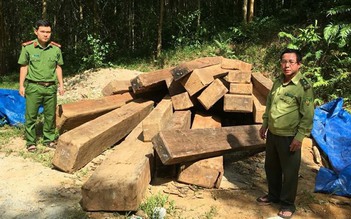 24 phách gỗ vô chủ ở bìa rừng