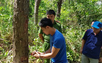 Hủy hoại hơn 10 ha rừng thông tại Lâm Đồng: Khởi tố kẻ chủ mưu đang trốn