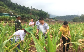 Sâu keo mùa thu đe dọa thành đại dịch