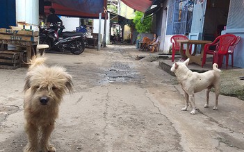 'Không phải con chó nhà tôi!'