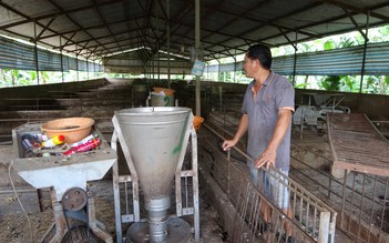 Giá heo 'vỡ trận', thủ phủ heo e ngại tái đàn