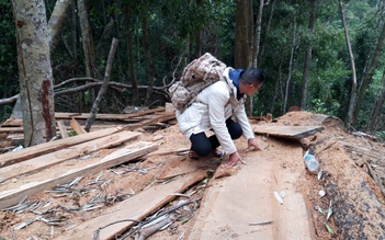 Xã 'linh động', rừng tan hoang: Chủ tịch HĐND, bí thư xã thuê người cắt gỗ trái phép