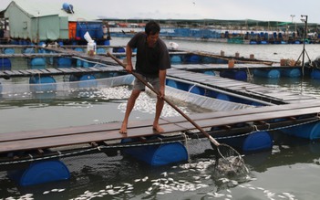 Lấy mẫu cá chết ở Vũng Tàu đưa ra Hà Nội xét nghiệm