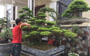 [Kỳ 3] Nghề kiếm tiền ngày cận tết: Làm đẹp bonsai, chăm sóc kiểng đang chạy nước rút