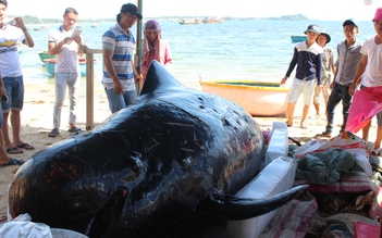 Cá voi dài hơn 4 m lụy ở bờ biển Quảng Ngãi ​