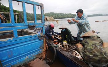 Lãi to khi bắt được hàng tấn cá mè khi hồ Phú Ninh xả nước sau mưa lịch sử