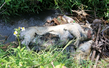 Quảng Nam: Phát hoảng với cảnh xác heo thối vứt đầy kênh ở Thăng Bình