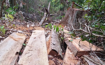 Ngang nhiên ‘xẻ thịt’ rừng tự nhiên Trà Kót ở Quảng Nam
