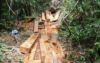 Phá rừng Trà Kót ở Quảng Nam: Làm rõ trách nhiệm, báo cáo trước 15.8