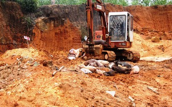 Bị buộc 'nộp phí' để tiêu hủy heo nhiễm dịch, người dân được trả lại tiền