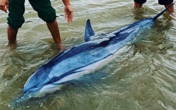 ‘Hộ tống’ chú cá heo lụy bờ ra biển Hội An
