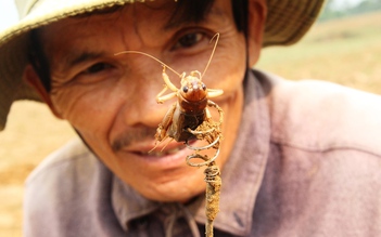 Kỳ công dùng phanh xe đạp bắt dế cơm, thu tiền triệu mỗi ngày