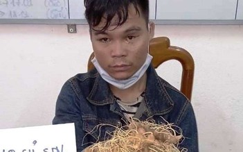 Quảng Nam: Bắt khẩn cấp nghi phạm trộm sâm Ngọc Linh