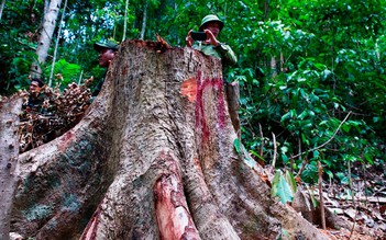 Khởi tố hình sự vụ phá rừng phòng hộ quy mô lớn tại Quảng Nam