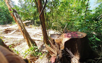 Quảng Nam: Kiểm đếm thiệt hại vụ phá rừng phòng hộ, hoàn chỉnh hồ sơ khởi tố