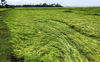 Mưa lớn trái mùa khiến hàng chục ngàn ha lúa ở Quảng Nam ngã đổ